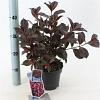 Weigela florida 'Alexandra' Pot 2 Liter 20 - 30 cm