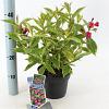 Weigela florida 'Brigela' Pot 2 Liter 20 - 30 cm
