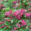 Weigela florida 'Victoria' Pot 20 Liter 100 - 125 cm