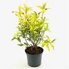 Weigela 'Looymansii Aurea' Pot 3 Liter 30 - 40 cm