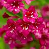 Weigela 'Red Prince' Pot 12 liter 80 - 100 cm