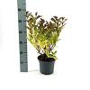Weigela 'Red Prince' Pot 3 Liter 40 - 50 cm