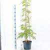 Wisteria sinensis 'Alba' Pot 7,5 Liter 120 - 130 cm