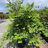Zelkova serrata Pot 35 Liter 175 - 200 cm