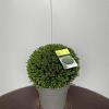 Taxus baccata Bolvorm 30-40 cm