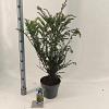 Taxus baccata Pot 5 Liter 70 - 80 cm