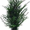 Taxus baccata Pot 4 Liter 60 - 80 cm