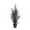 Taxus baccata Pot 7,5 Liter 80 - 100 cm