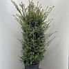 Taxus baccata Pot 18 liter 100 - 125 cm