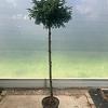 Taxus baccata Pot 25 liter Stam 160 cm