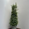 Taxus baccata Pot 15 liter 100 - 110 cm