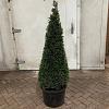 Taxus baccata Pot 40 liter 130 - 140 cm Piramidevorm