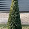 Taxus baccata Pot 45 liter 170 - 180 cm Piramidevorm