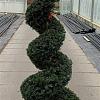 Taxus baccata Pot 65 liter 190 - 200 cm Spiraalvorm