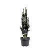 Taxus b. 'Black Tower' Pot 3 Liter 40 - 50 cm