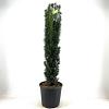 Taxus b. 'Fastigiata Robusta' Pot 18 liter 100 - 125 cm