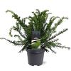 Taxus b. 'Repandens' Pot 5 Liter 30 - 40 cm