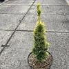 Taxus b. 'Standishii' Pot 5 Liter 30 - 40 cm