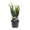 Taxus media 'Densiformis' Pot 3 Liter 