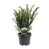 Taxus media 'Farmen' Pot 3 Liter 