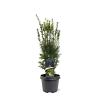 Taxus media 'Hicksii' Pot 3 Liter 40 - 50 cm