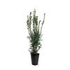 Taxus media 'Hicksii' Pot 4 Liter 50 - 60 cm