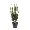 Taxus media 'Hillii' Pot 3 Liter 40 - 50 cm