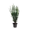 Taxus media 'Hillii' Pot 7,5 Liter 60 - 80 cm