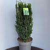 Taxus media 'Hillii' Pot 15 liter 70 - 80 cm
