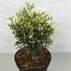 Thuja occidentalis Pot 3 liter 25-30cm