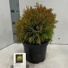 Thuja occ. 'Amber Glow' Pot 3 liter 20-25cm 