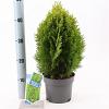 Thuja occ. 'Aurea Nana' Pot 3 Liter 30 - 40 cm
