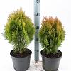 Thuja occ. 'Aurea Nana' Pot 3 Liter 30 - 40 cm
