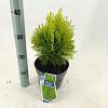 Thuja occ. 'Aurea Nana' Pot 3 Liter 30 - 40 cm