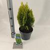 Thuja occ. 'Aurea Nana' Pot 3 Liter 30 - 40 cm