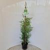 Thuja occ. 'Brabant' Pot 3 liter 90 - 100 cm