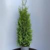Thuja occ. 'Brabant' Pot 10 liter 80 - 100 cm