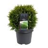 Thuja occ. 'Danica' Pot 3 Liter 