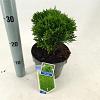 Thuja occ. 'Danica' Pot 3 liter 25-30cm