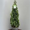 Thuja occ. 'Degroot's Spire' Pot 15 liter 90 - 100 cm