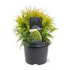 Thuja occ. 'Golden Globe' Pot 3 Liter 