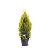 Thuja occ. Golden Smaragd Pot 5 Liter 60 - 80 cm