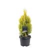 Thuja occ. Golden Smaragd Pot 3 Liter 30 - 40 cm