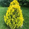 Thuja occ. Golden Smaragd Pot 15 liter 80 - 90 cm