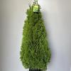 Thuja occ. Golden Smaragd Pot 18 liter 100 - 110 cm