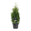 Thuja occ. 'Holmstrup' Pot 3 Liter 40 - 50 cm