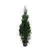 Thuja occ. 'King of Brabant' 125 - 150 cm