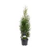 Thuja occ. 'King of Brabant' Pot 3 Liter 60 - 80 cm