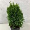 Thuja occ. 'Krasnal' Pot 5 liter 25-30cm