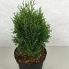 Thuja occ. 'Miky' Pot 3 liter 25-30cm